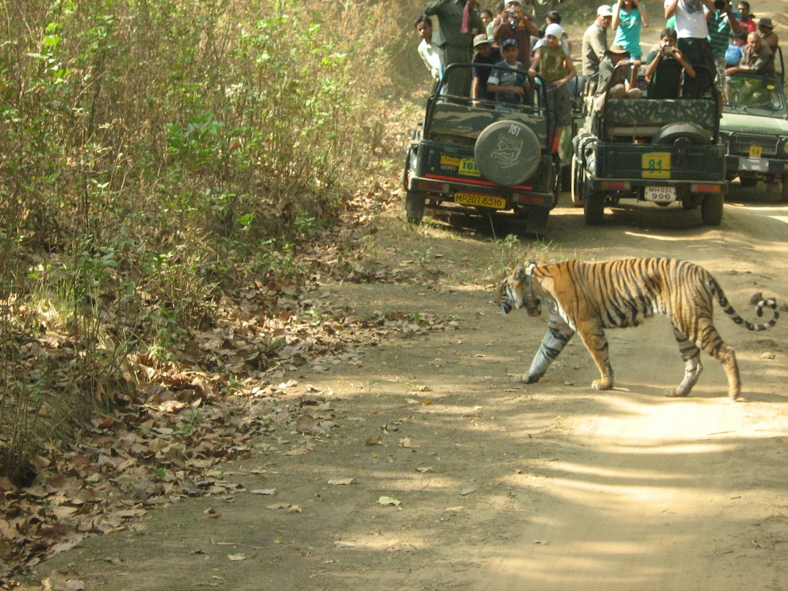 WILD ENCOUNTERS MADHYA PRADESH - 4Nights / 5days - Image 4