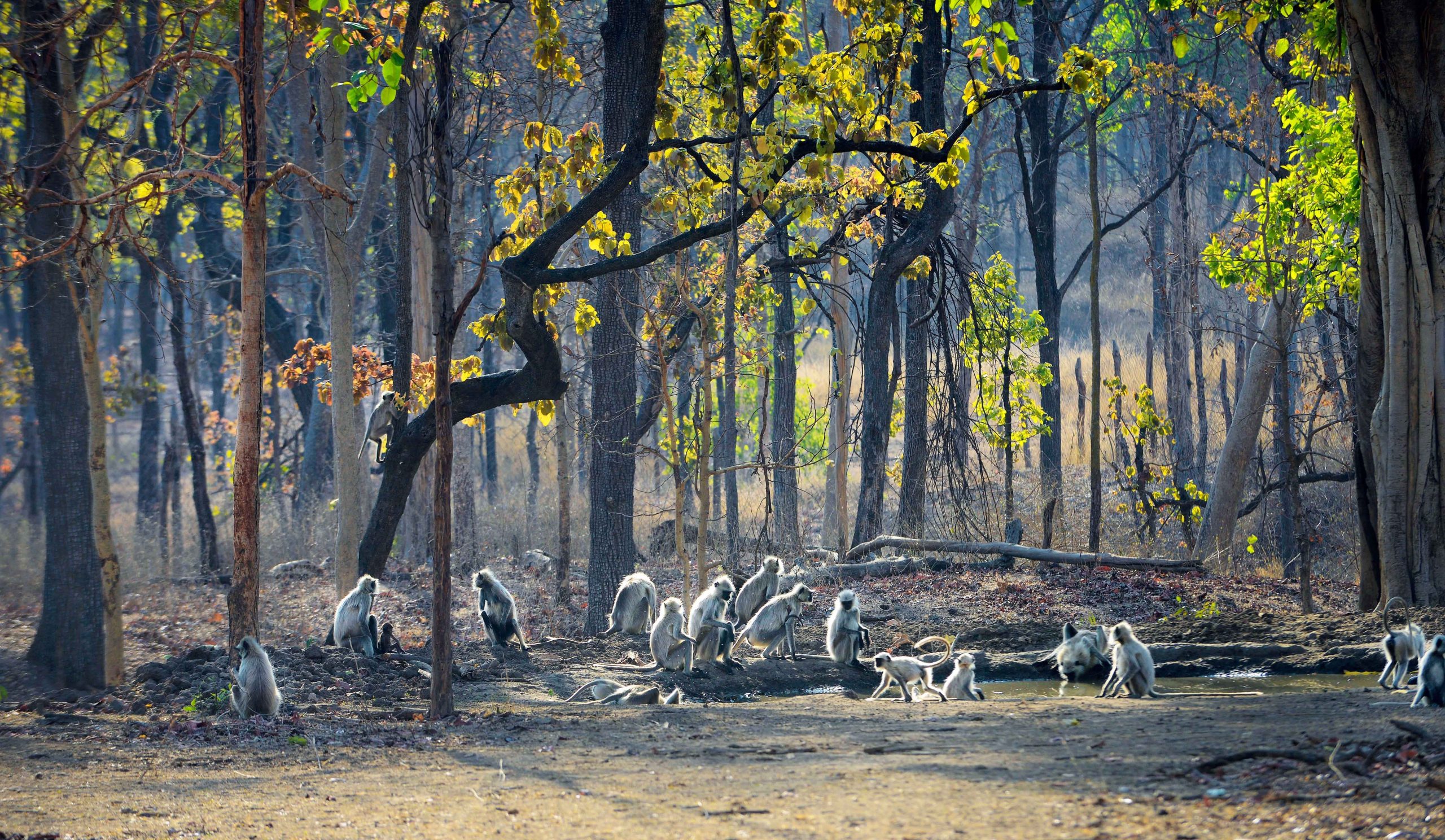 WILD ENCOUNTERS MADHYA PRADESH - 4Nights / 5days - Image 5