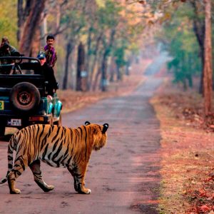 04: Forts & Wildlife - Duration: 4 Night/5 Day [Jaipur (02 N) & Ranthambore (02 N)]