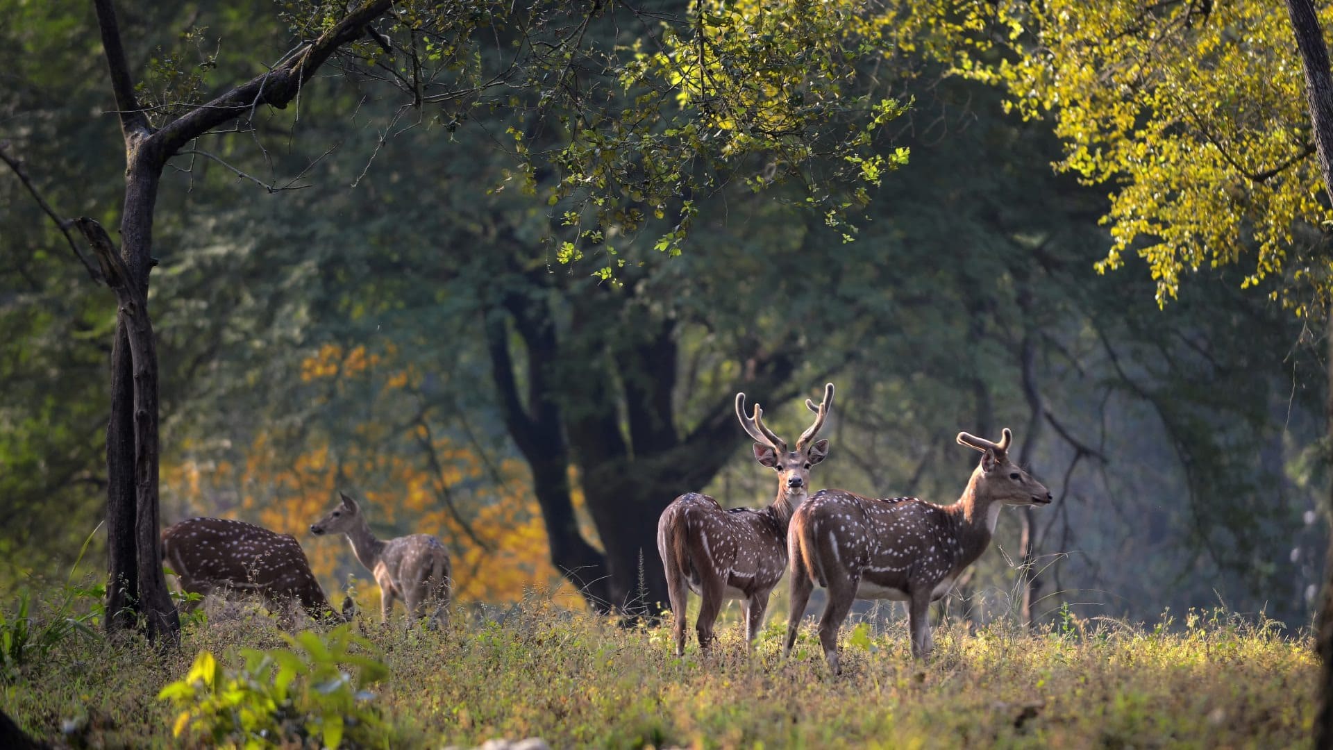 WILD ENCOUNTERS MADHYA PRADESH - 4Nights / 5days - Image 6